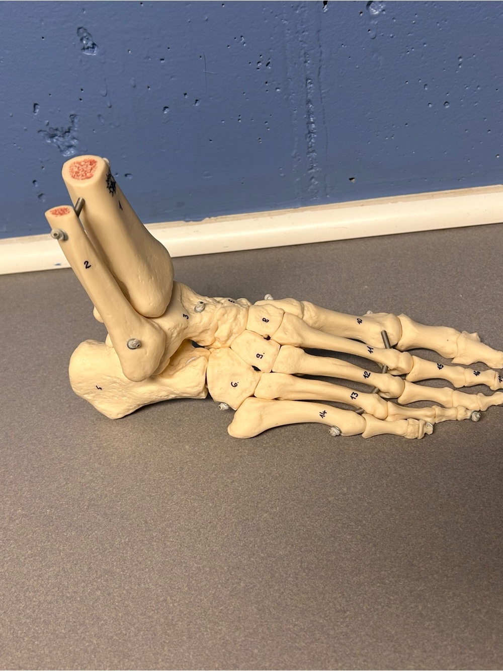 Anatomical Foot Skeleton Model in Beige - Educational
